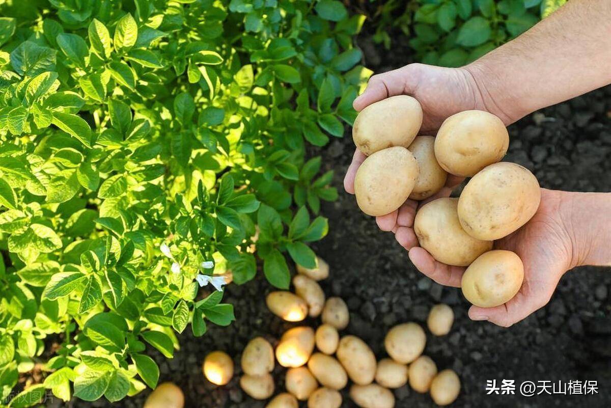土豆种植技术