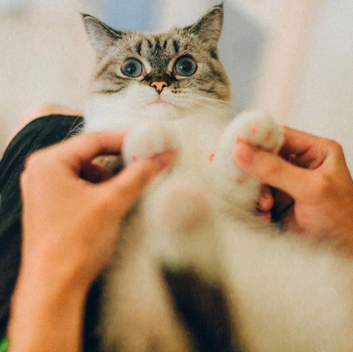 猪猫最新萌态，万千表情尽显可爱魅力！